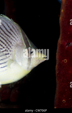 Nahaufnahme des vier-Augen butterflyfish Stockfoto