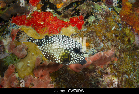 Glatte Trunkfish in der Nähe einer Spundwand am Salz Pier, Bonaire Stockfoto