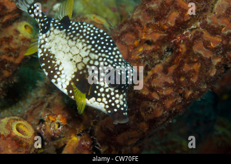 Glatte Trunkfish in der Nähe einer Spundwand am Salz Pier, Bonaire Stockfoto