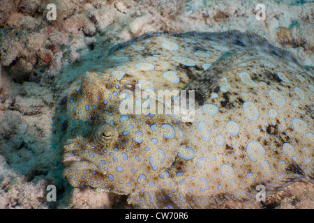 Peacock Flunder im sand Stockfoto