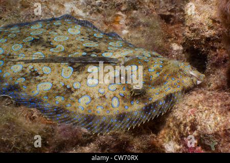 Peacock Flunder auf Boden Schutt Stockfoto