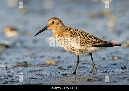 Alpenstrandläufer (Calidris Alpina), Futtersuche am Strand Stockfoto