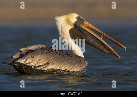 braune Pelikan (Pelecanus Occidentalis), Schwimmen mit gefangen Fische in seine Tasche, USA, Florida, Everglades Nationalpark Stockfoto