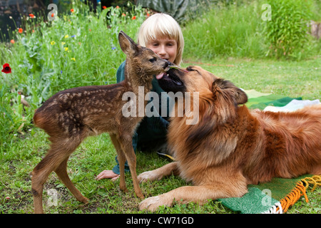Reh (Capreolus Capreolus), verwaisten Rehkitz im Garten spielt mit einem jungen und einem Hund, Hund leckt das Kitz, Deutschland