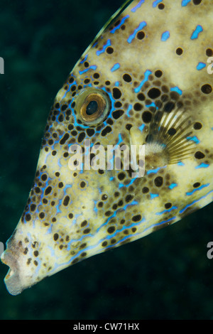 Nahaufnahme des Gesichts von Scrawled Feilenfisch Stockfoto