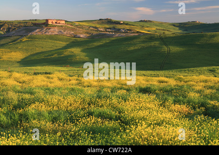 hügelige Landschaft mit Getreidefeldern, Zypressen und traditionelles Steinhaus bei Sonnenaufgang, Italien, Tuscany Stockfoto