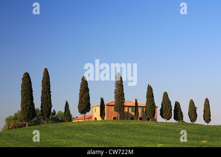 Grainfield und Zypressen vor Bauernhaus, Italien, Tuscany Stockfoto