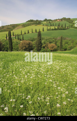 hügelige Landschaft mit Blume Wiese und Land Straße mit Zypressen, Italien, Toskana Stockfoto