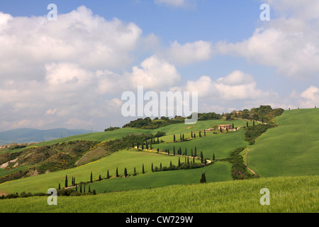 hügelige Landschaft mit Land Straße und Zypressen, Italien, Toskana Stockfoto