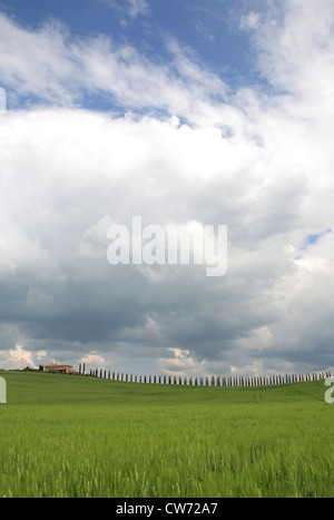 hügelige Landschaft mit Zypressen-Allee und Bauernhaus, Italien, Toskana Stockfoto