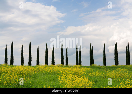 hügelige Landschaft mit brachliegendes Land und Cypress Avenue, Italien, Toskana Stockfoto