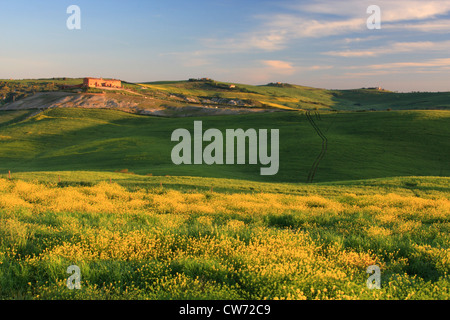 hügelige Landschaft mit Bauernhaus, Italien, Tuscany, Brachland und Getreidefeldern Stockfoto