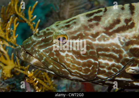 Closeup of Black grouper Stockfoto