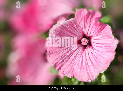 Wassertropfen auf Eibisch Blumen oder Lavatera im heimischen Garten. Stockfoto