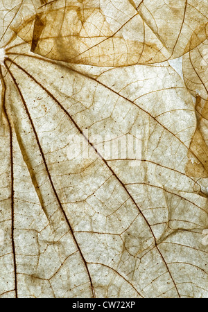 Detail eines getrockneten Blattes mit Licht Stockfoto