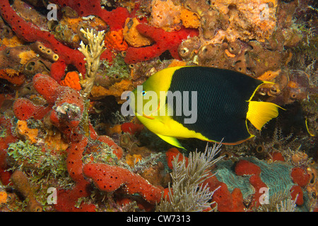 Farbenfrohe Kulisse für einen bunten Rock Schönheit Fisch Stockfoto