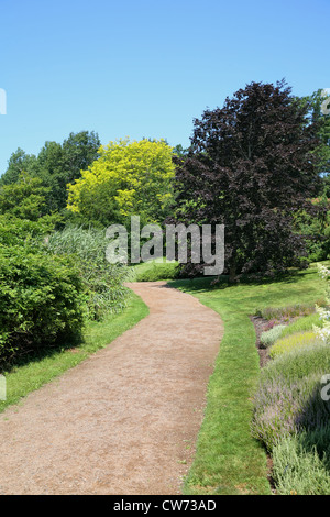 A large Crimson King Norway Maple is a focal point at the bend in a gravel path through a manicured park. Stockfoto