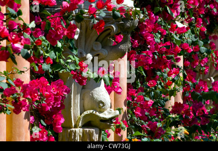 Papierfabrik, Four-o'clock (Bougainvillea-Hybride), Repliken von antiken Collums und Statuen im Garten der Villa Ephrussi de Rothschild überwuchert von blühenden Blumen, Frankreich, Saint-Jean-Cap-Ferrat Stockfoto