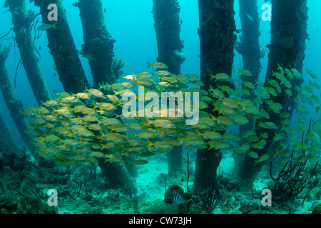 Schulzeit Grunzen unter den Pfeilern am Salz Pier, Bonaire. Stockfoto