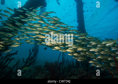 Schulzeit Grunzen unter den Pfeilern am Salz Pier, Bonaire. Stockfoto