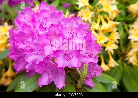 Lebendige rosa lila Rhododendron Blüten in den Vordergrund und gelb Azalea Blumen im Hintergrund. Stockfoto