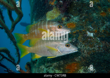 Schulmeister-Schnapper drängen sich in der Nähe einer Spundwand am Salz Pier, Bonaire Stockfoto