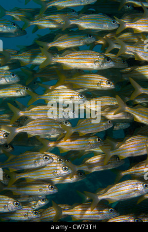 Schulzeit Grunzen unter den Pfeilern am Salz Pier, Bonaire. Stockfoto