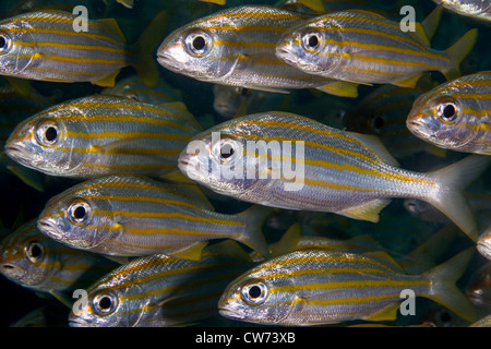 Nahaufnahme von einer kleinen Gruppe von Smallmouth Grunzen Stockfoto