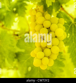Zweig der Reife weiße Rebsorte mit grünen Blätter, frische saftige Früchte, gesunde Ernährung Konzept, Bio-Lebensmittel Stockfoto
