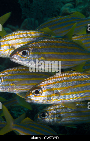 Nahaufnahme von einer kleinen Gruppe von Smallmouth Grunzen Stockfoto