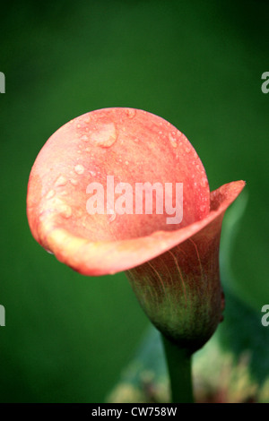 Calla Lily (Zantedeschia "Flamme") Stockfoto