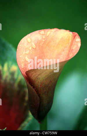 Calla Lily (Zantedeschia "Flamme") Stockfoto