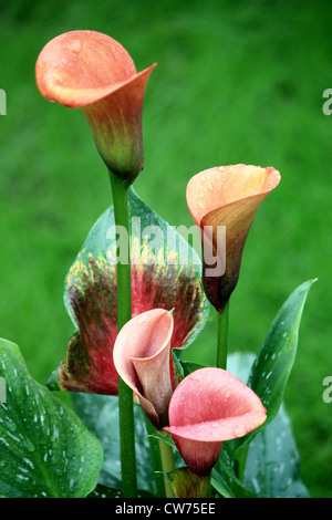 Calla Lily (Zantedeschia "Flamme") Stockfoto