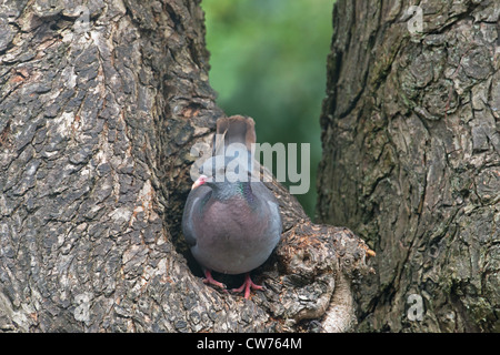 Hohltaube Columba Oenas thront am NEST Loch. Stockfoto