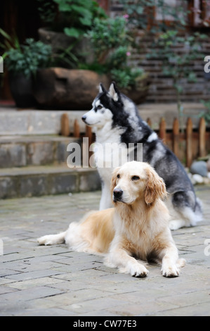 Zwei Hunde, ein golden Retriever und Husky Hund spielen im Hof Stockfoto