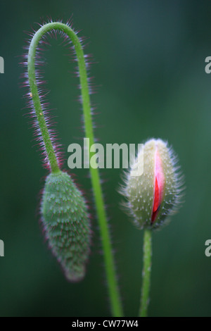 gemeinsamen Mohn, Klatschmohn, roter Mohn (Papaver Rhoeas), öffnen der Knospe, Italien Stockfoto