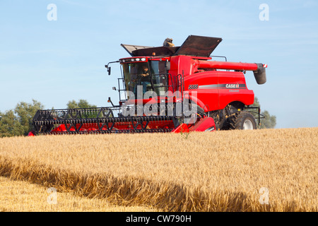 Rot Case IH Axial-Flow 5088 Mähdrescher ernten Braugerste in einen sonnigen Spätsommer-Abend in Dänemark. Stockfoto