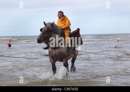 inländische Pferd (Equus Przewalskii F. Caballus), Krabbenfang mit schweren Pferden am Ärmelkanal, Belgien, Flandern, Oostduinkerke Stockfoto