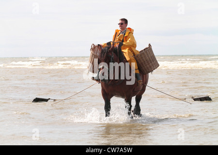 inländische Pferd (Equus Przewalskii F. Caballus), Krabbenfang mit schweren Pferden am Ärmelkanal, Belgien, Flandern, Oostduinkerke Stockfoto
