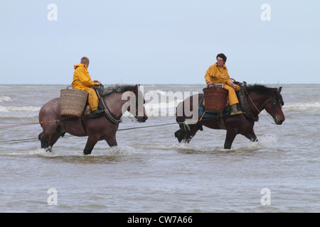 inländische Pferd (Equus Przewalskii F. Caballus), Krabbenfang mit schweren Pferden am Ärmelkanal, Belgien, Flandern, Oostduinkerke Stockfoto