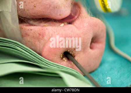 Tierversuch mit einem Schwein Stockfoto