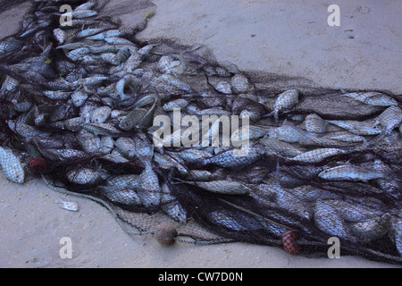 Fische im Fischernetz am Strand, Seychellen, Mahe Stockfoto