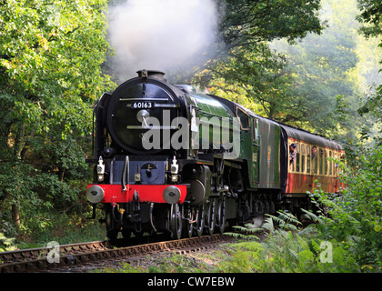 "Neubau" Peppercorn A1 "Pacific" Nr. 60163 Tornado durch Northwood auf die Severn Valley Railway dampft Stockfoto