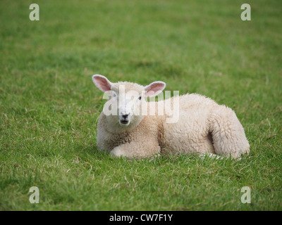 Niedliche Lamm in der Wiese liegend Stockfoto