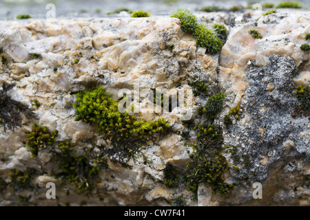 Moos wächst auf einem Steintisch. Stockfoto