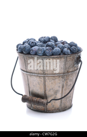 Einen Eimer voll mit frisch gepflückten Heidelbeeren. Hochformat isoliert auf weißem Hintergrund mit leichten Reflexion. Stockfoto