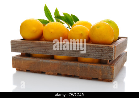 Frische gepflückte Zitronen in einer Holzkiste Versand mit Tau fällt. Querformat in weiß mit Reflexion. Stockfoto