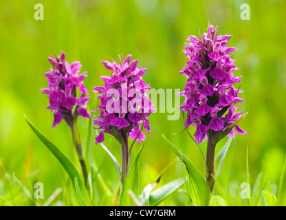 Nördlichen Marsh Orchideen, Dactylorhiza Purpurella. VEREINIGTES KÖNIGREICH. Stockfoto