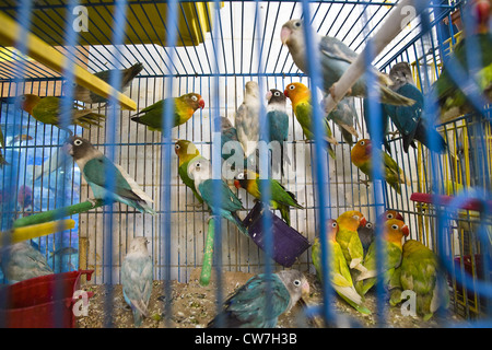 Vogel-Trader bei der Bazar, Libyen, Tripolis Stockfoto