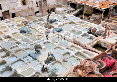 Männer färben Leder in Trögen von Gerber und Färber Viertel Chouwara, Marokko, Fes Stockfoto